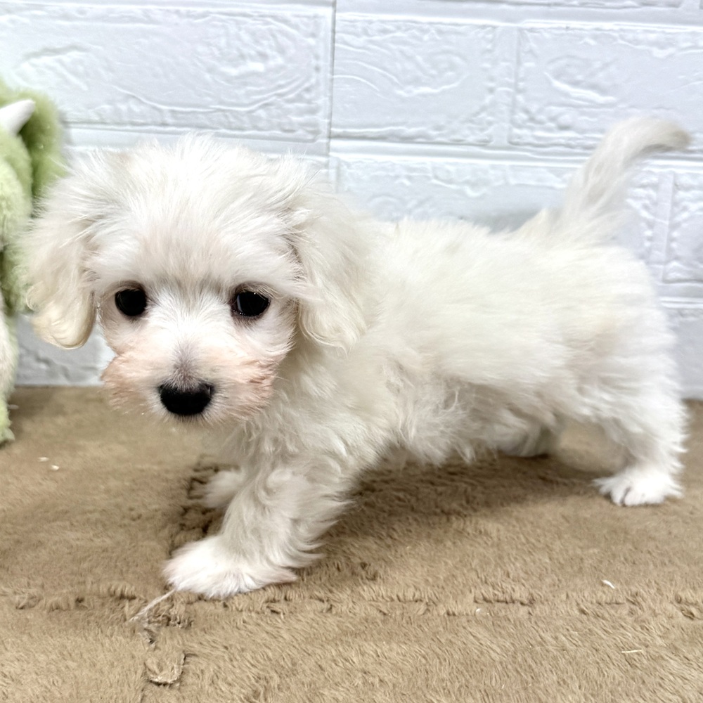 犬MIX 父：マルチーズ×母：犬MIX Mダックス×トイプードル毛色：ホワイト&レッド 性別：女の子 生年月日：2022年12月10日成犬時予想体重：3～5kg 出身地：群馬県前橋市 血統書：なし 生体価格：¥217,800 税込楽々カード分割支払い出来ます3～12回まで金利