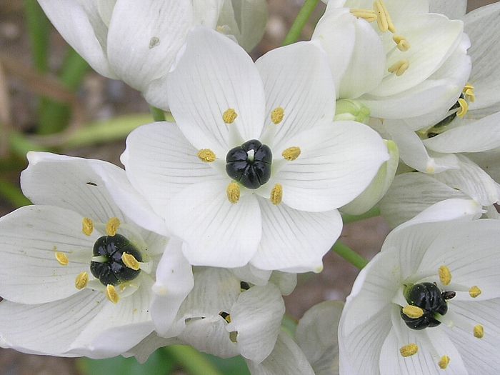 群星オーソニガラムコルガータ小玉葱のような球根 ポコポコと群生してて可愛いです 最近花芽が伸びて 雰囲気変わりました 開花の予感今日はお天気も良くなりそうです 是非遊びにきて下さい火星人 観葉植物 多肉植物 植物のある暮らし 植物好きの人と繋がりたい