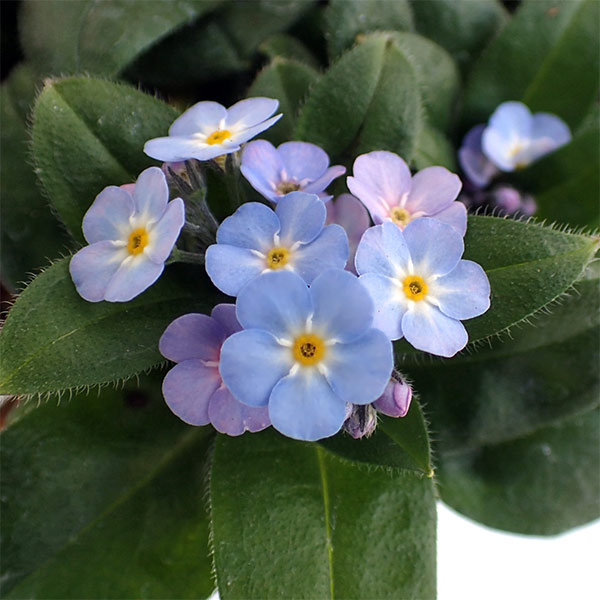 FAがチェルシーのムドリクをドーピング違反で起訴。最大4年間の出場停止処分を受ける可能性Goal.com 日本