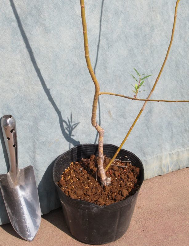 柳 枝 花、ガーデニング のおすすめ人気商品一覧 通販 - Yahoo!ショッピング