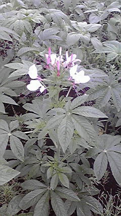 これは大麻ですか？ いいえこれはカナムグラです - ポピーと薄荷とブルーエルフィンのブログ