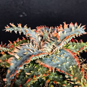 おらいさん苗 ビーハウスさん苗 ロウルサンコさん苗 他 札付き