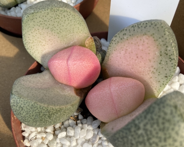 希少メセン✨令和の桃太郎✨6個♪♪ - メルカリ