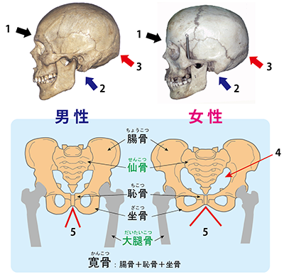 人品骨柄」の書き方・読み方・紹介・略歴 日本人名