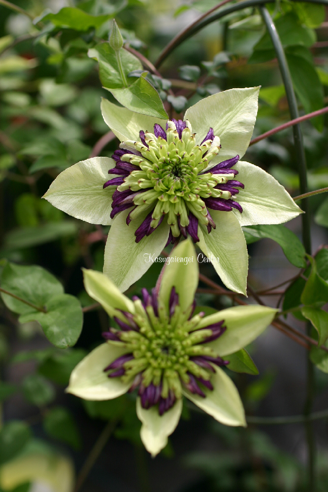 キルラキル 纏流子 変身Ver. : まちキャラ Yahoo!店 - 通販 - Yahoo!ショッピング