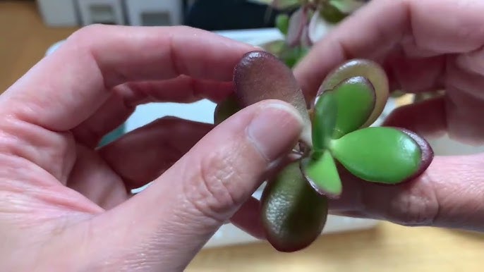 カネノナルキの葉挿し手順！根が出ない原因は？画像付きで徹底解説観葉植物のお悩みを解決するなら観葉植物ラボ