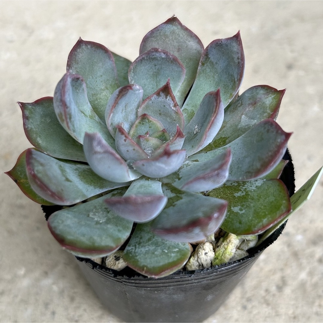 ロウルサンコ産種子 実生アガベ 2024.3播種 1 観葉植物