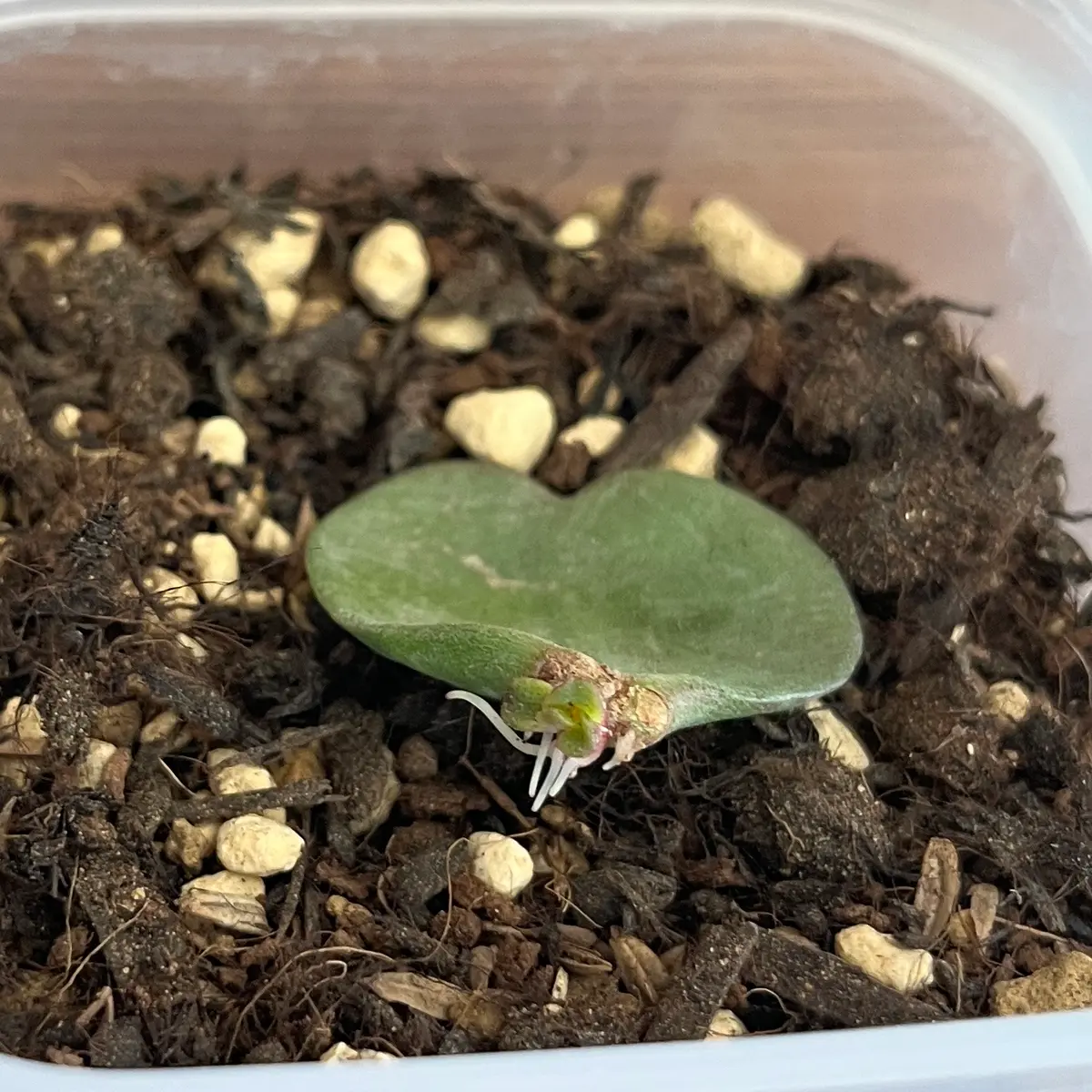 園芸お役立ちショップ「花育通販」金のなる木・アロエの土 5L