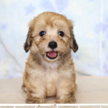 マルックス マルチーズ×ダックス の子犬を価格や特徴で探すペットショップ探すならペットミ