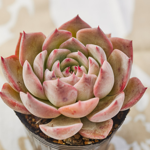 多肉植物 いちご大福錦♡小苗 ロウルサンコ苗福娘錦 – 多肉植物の通販