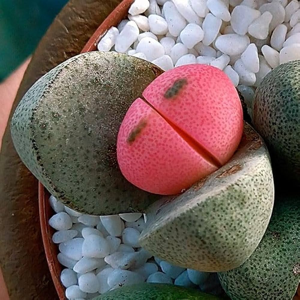 令和の桃太郎 休眠期を前に。🍀GreenSnap グリーンスナップ