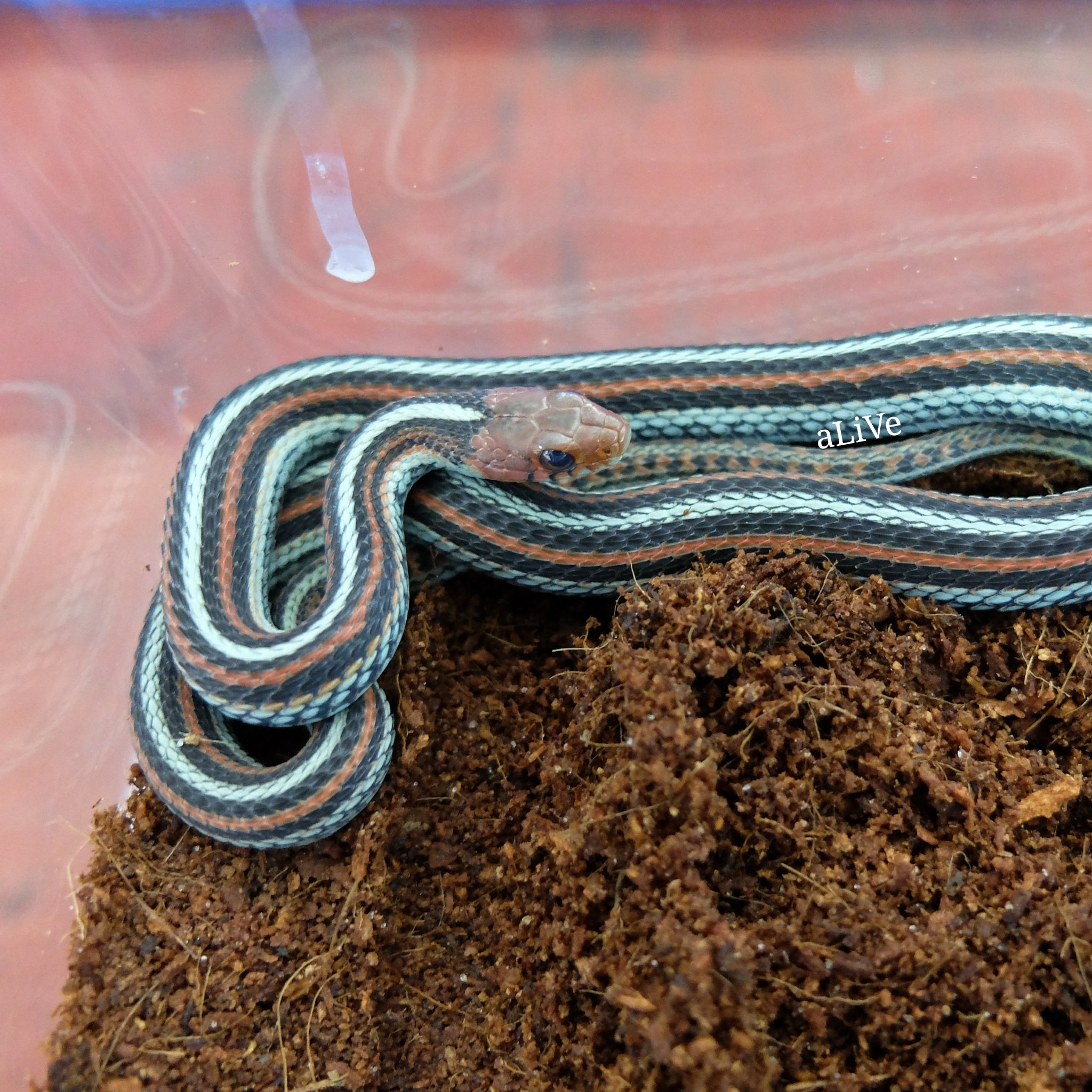 施設写真人気のヘビアテンダント。サンフランシスコガータースネークのシマちゃん。』- cafe & snake - 東京スネークセンター カフェアンド スネーク 東京スネークセンター の写真子供とお出かけ情報「いこーよ」