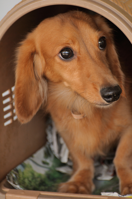 JAPAN - 極端に低い車高や車両の固定など、旅客機の貨物室への搭載に伴う厳しい制限を全て完璧にクリアし、レーシングカーを安全かつ確実に積み込みます。入念な準備から当日の作業まで高度な技術とチームワークを結集して対応しています。Facebook