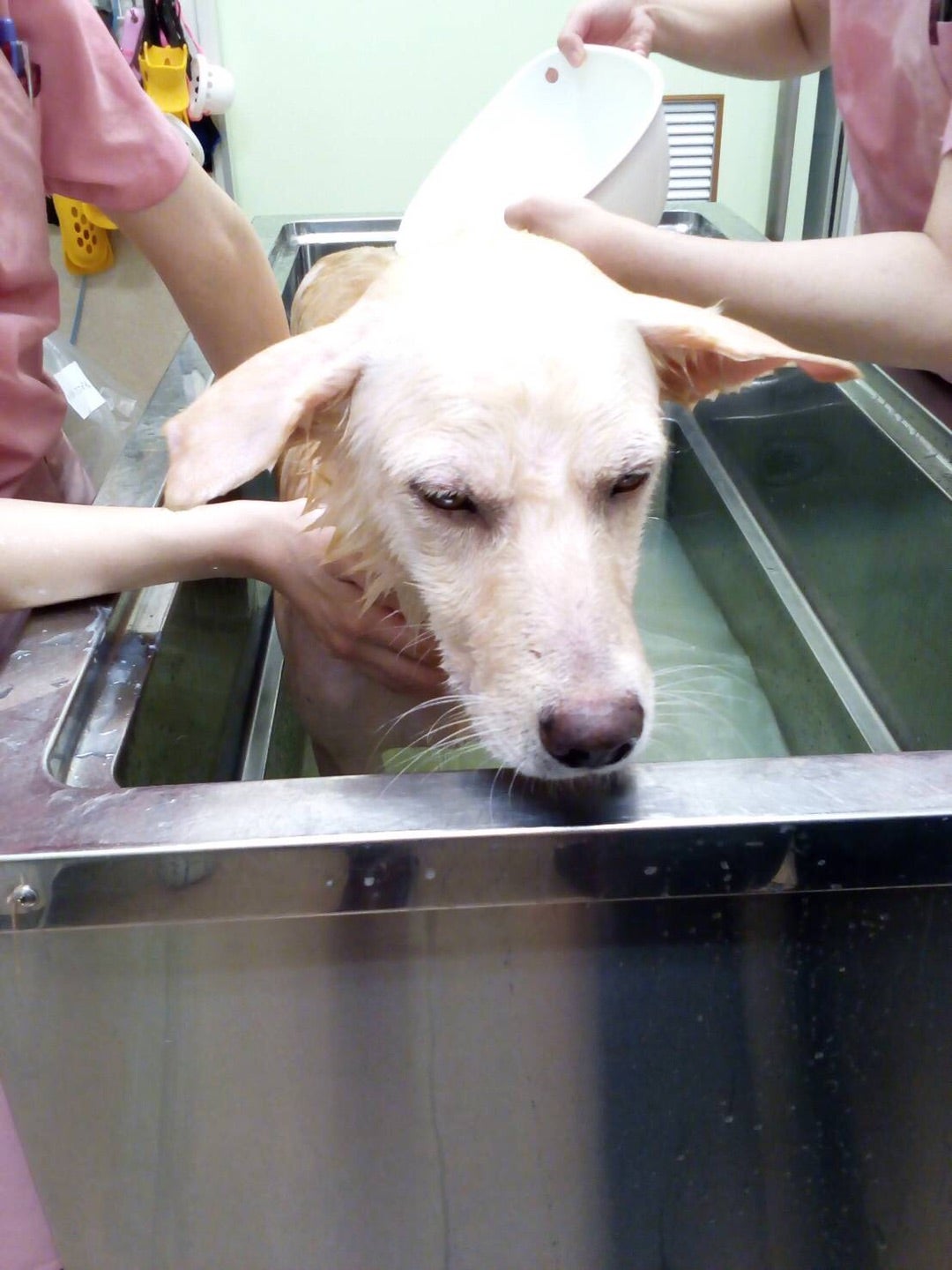 キボシアシナガバチとはどんな蜂？特徴や刺されたときの対処法を紹介