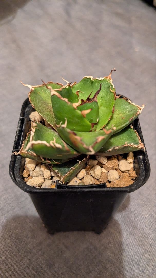 メルカリ便発送&ロウルサンコさんラベル付き☆ネオペキヘミ ペッキー×ヘミンギー生産終了 VIC