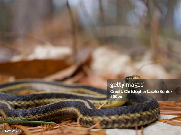 サイレン、、、トヒル。かな？かな？？？ – レプタイルストア ガラパゴス