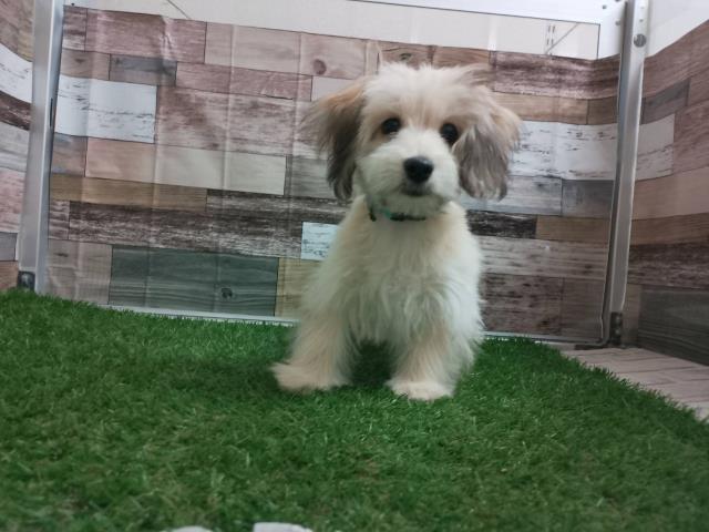 MIXマルックス マルチーズ×ミニチュアダックスフンド- 子犬や子猫たちのペット販売情報が満載「ペットステーション」