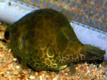 手元から遠くまで自然な見え方を実現する遠近両用カラーコンタクトレンズ「2WEEKメニコン Rei マルチフォーカル」が新登場！株式会社メニコンのプレスリリース