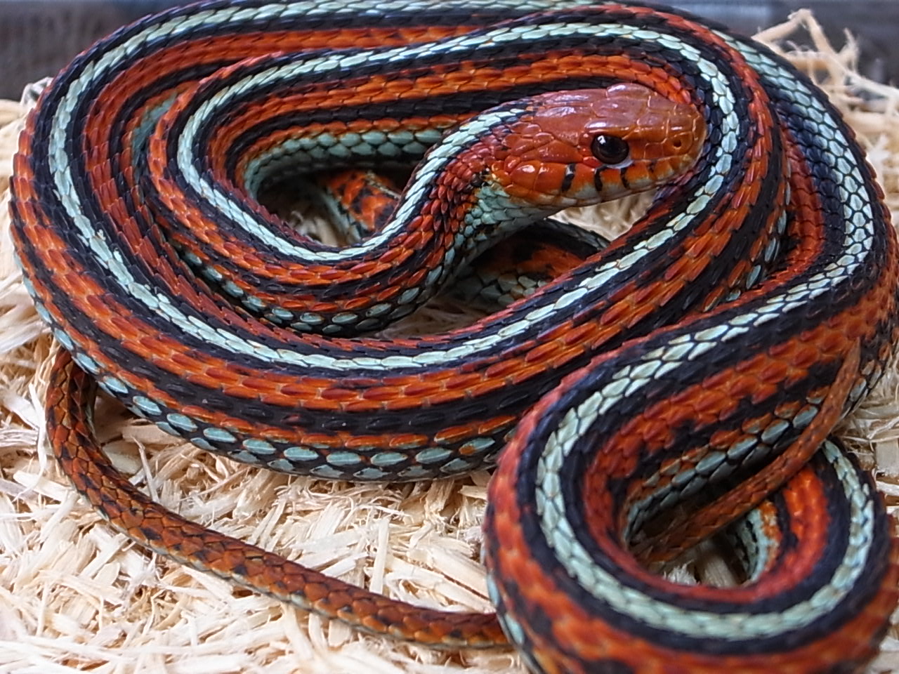 64 コモンガータースネーク Stock Photos, High-Res Pictures, and Images - Getty Images