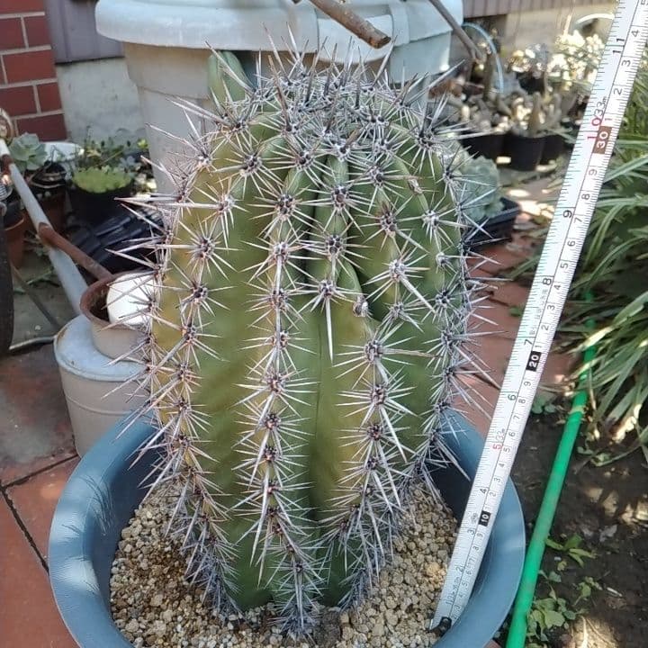 柱サボテン 弁慶柱 幹太