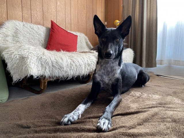 犬の「伏せ」に隠された大切な役割と教え方 ドッグトレーナー解説ワンペディア