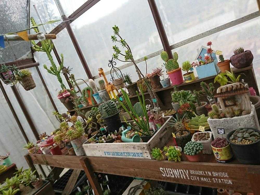 メルカリ便発送&ロウルサンコさんラベル付き☆多肉植物 ガステリア 臥牛 王頭 観葉