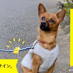 ゴンと八千代の現状ぷりてぃウ～！ワン！出逢えたとき犬生は変わる