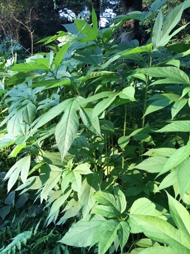 不正大麻・けし撲滅について和歌山県