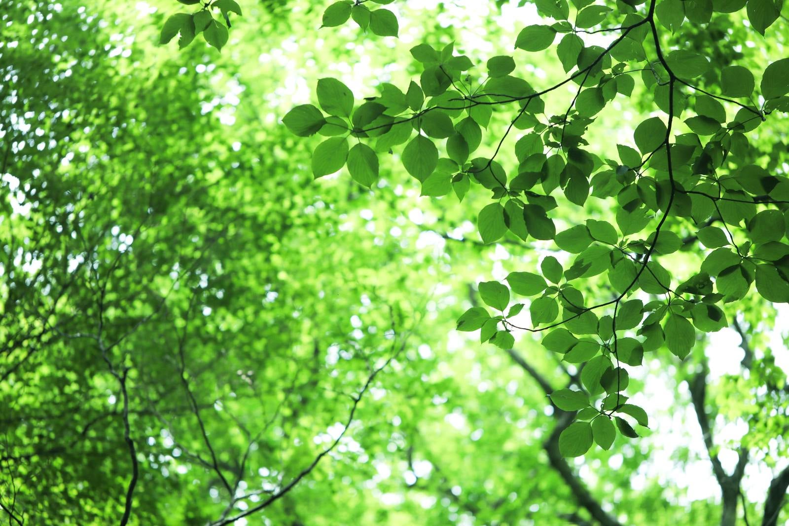 フリー 無料 写真素材 ダウンロード blue-green – 全部フリー 無料 の写真素材ダウンロード 「blue-green」会員登録不要、商用サイト利用可能、クレジット表記・リンク不要、加工OK