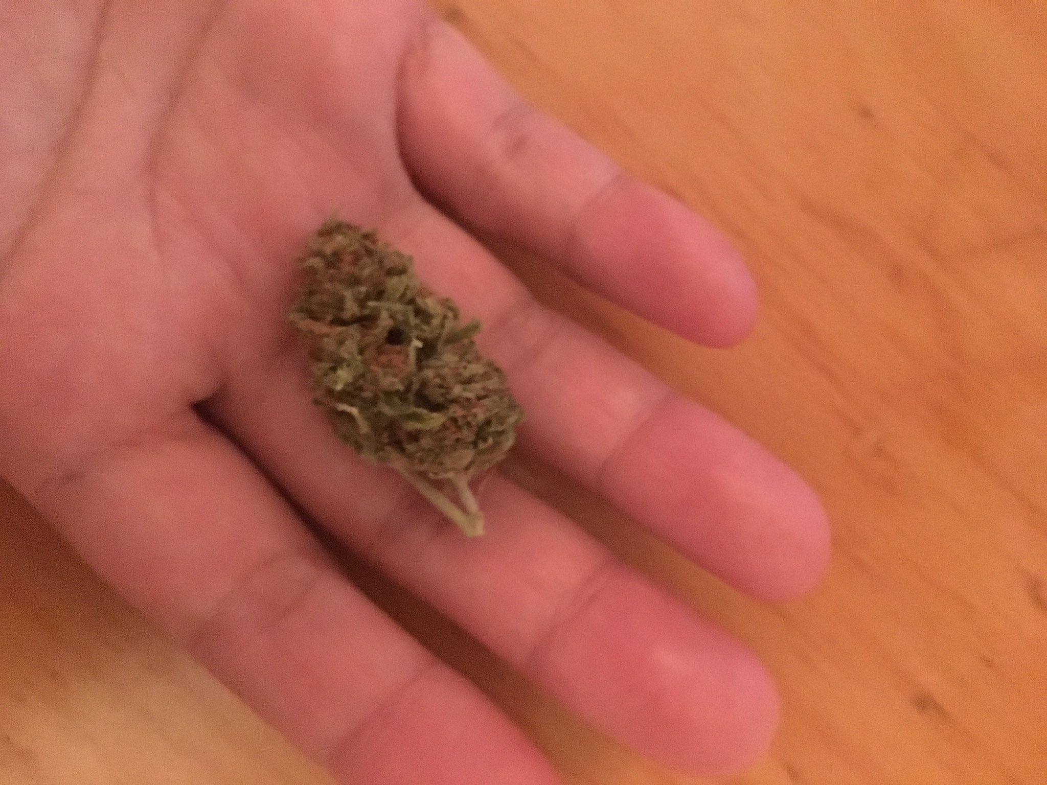 ゴリラグルー4 ライブレジン - Green Meds EU