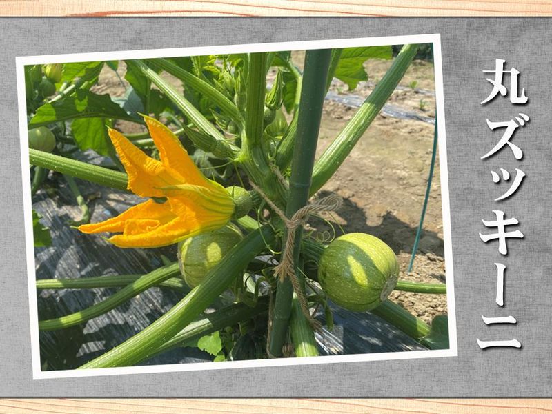 採用営業職広報職フードコーディネーター・スタイリストの求人募集 - フードクリエイティブファクトリ