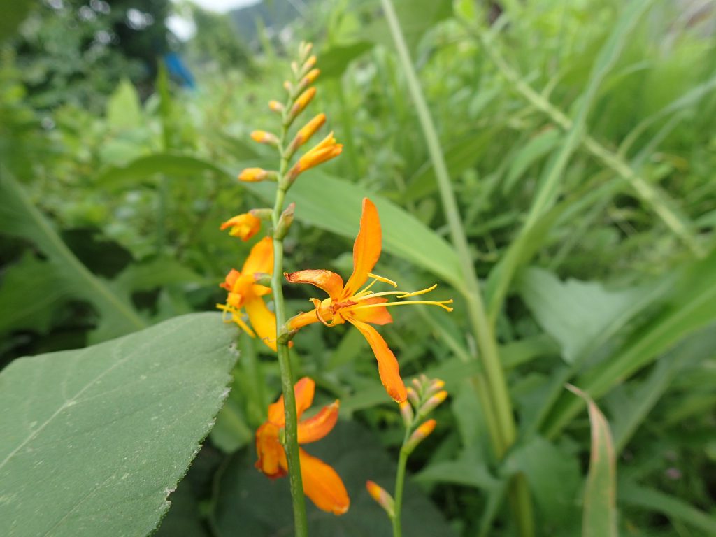 まぬけまぬけ とは ピクシブ百科事典