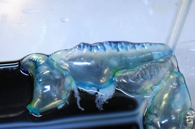 アウトドア 業界初の透明シリーズ爆誕⁉Montagna『スケスケ透明テント』がもはや見えない件。株式会社ハックのプレスリリース