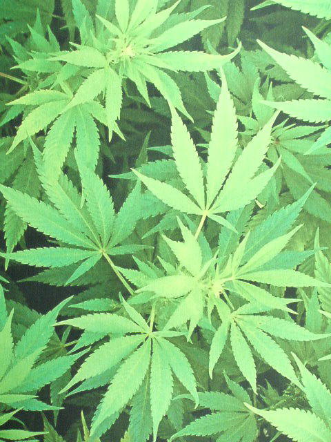 これは大麻ですか？ いいえセイヨウニンジンボクです - ポピーと薄荷とブルーエルフィンのブログ