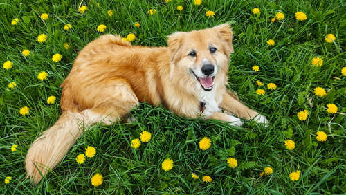 犬が『伏せたまましっぽを振る』のはなぜ？ 4つの心理から気持ちの判別方法まで解説 - Yahoo! JAPAN