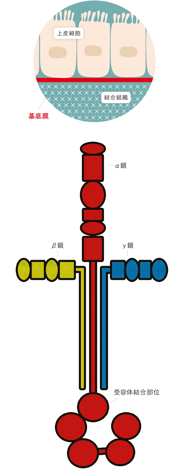 プリンセスケア研究開発一丸ファルコス株式会社