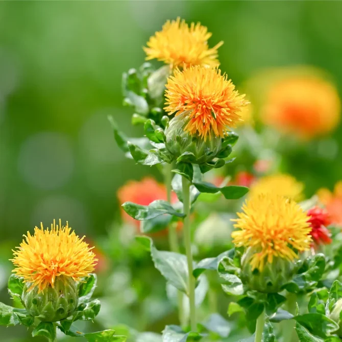 小満次候 紅花栄べにばなさかう 5 26～5 30頃– はたけあそびネット
