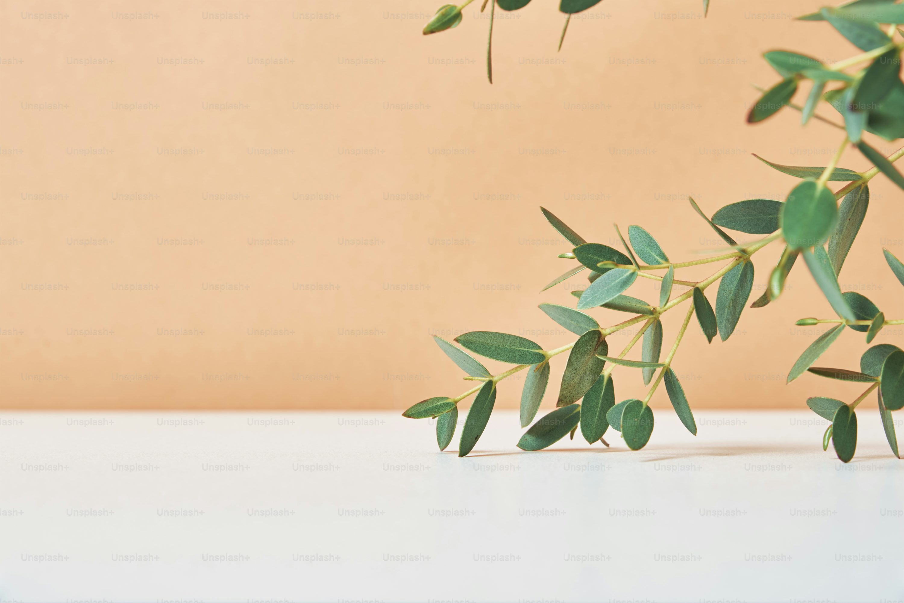 六角棚コピースペース、コピースペース、モックアップ、六角形の写真素材・画像素材 Image 153505057