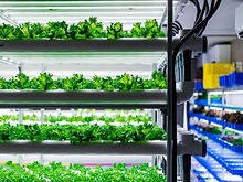 水耕栽培のパイオニアが商品化 場所を問わず栽培できる「うるおい野菜」西部ガスホールディングス