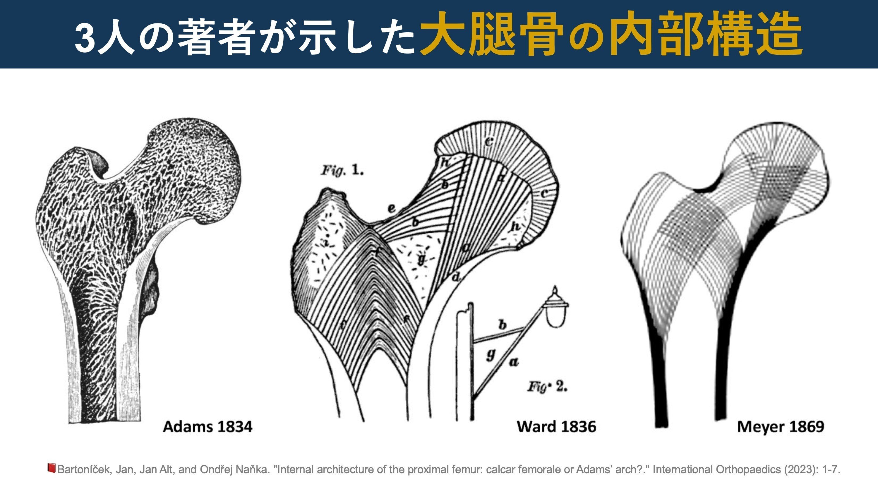 カラカル - Wikipedia