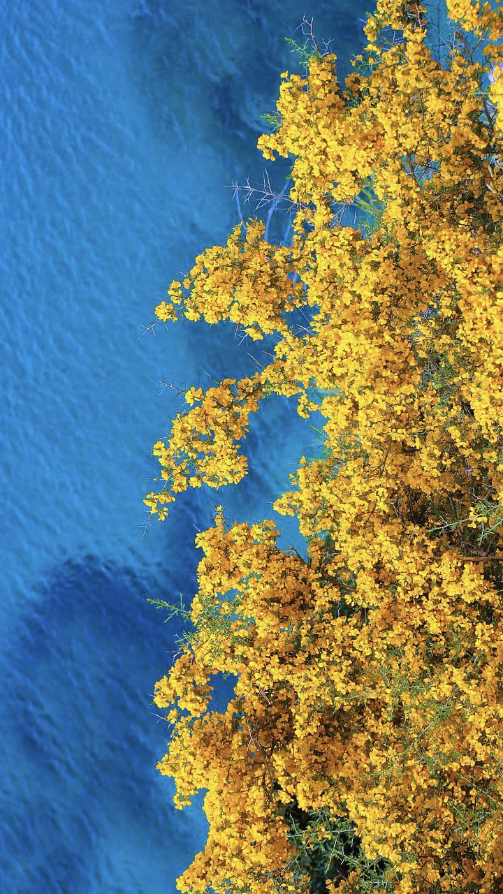 運気が上がる待ち受け10選！ 画像を設定する時のポイントは？「マイナビウーマン」