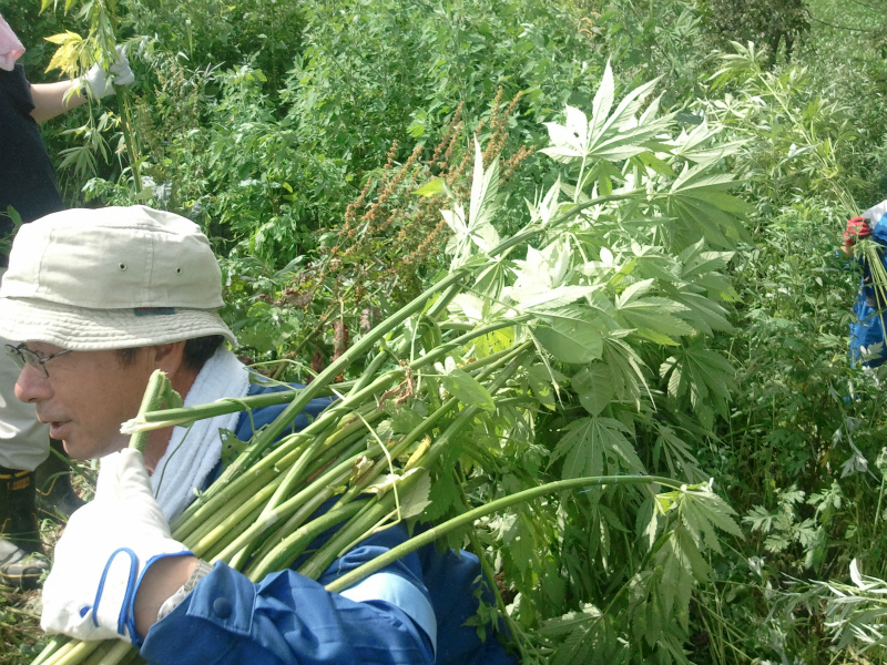 乾燥大麻植物、白地のマリファナの写真素材・画像素材 Image 34014426