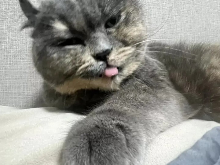 Amazon生きる蜂蜜 280g 生蜂蜜 専門店 九州蜂の子本舗 国産 純粋 非加熱 無添加 天然 生 砂糖不使用 自然由来 本物 はちみつハチミツ ハニー honey花の道はちみつ 通販