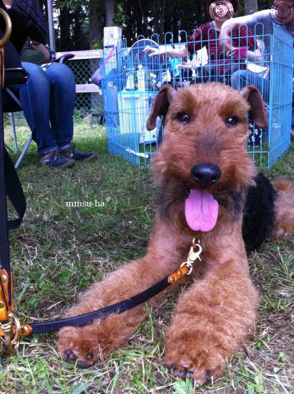 福岡県糟屋郡 ウェルシュ・テリア 子犬販売情報