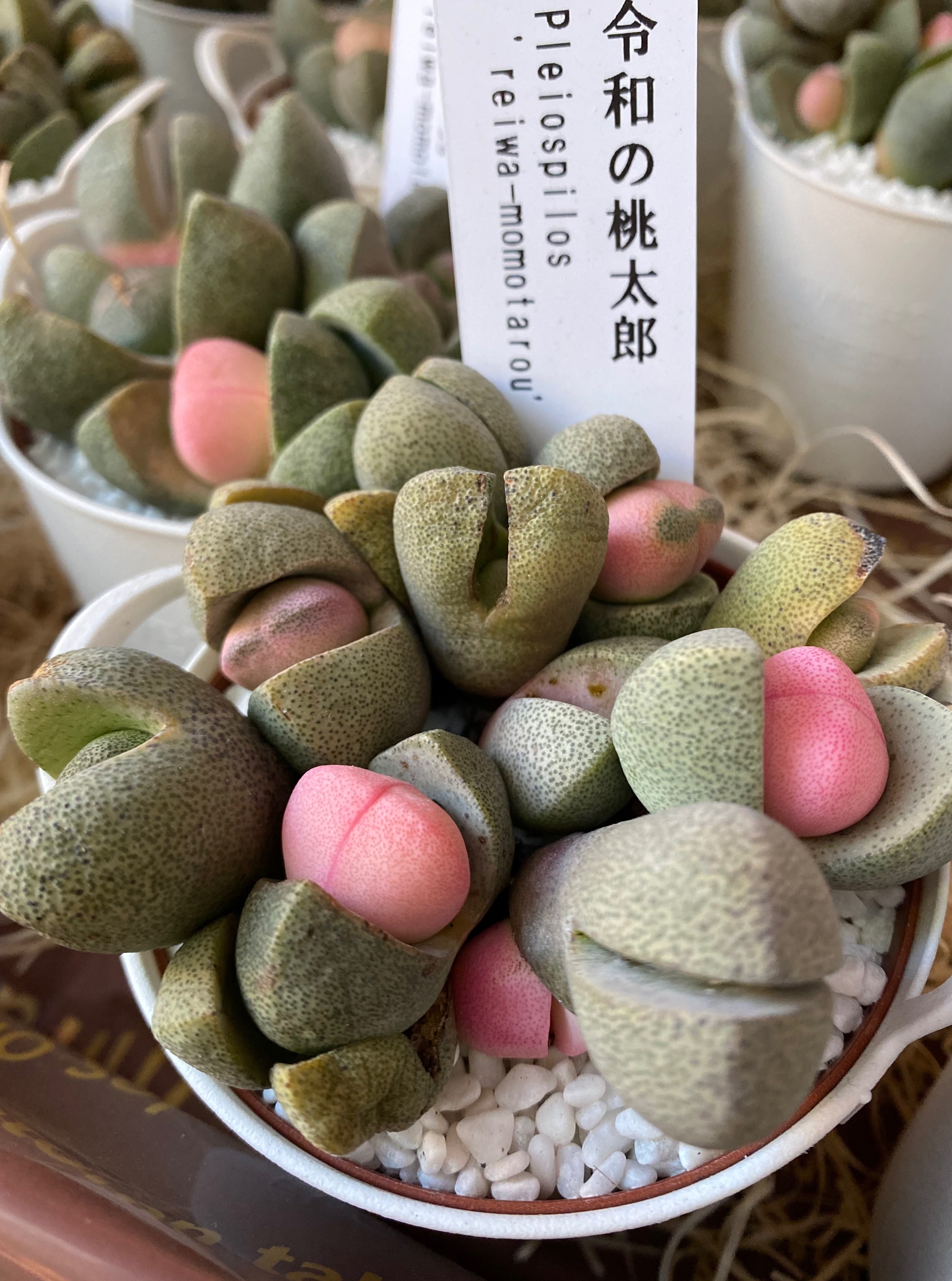 多肉植物 プレイオスピロス 令和の桃太郎 2.5号ポット苗 メセン お洒落 オシャレ インテリア 可愛い かわいい 希少種 :グリーンプラザ山長ヤフーショッピング店 - 通販 - Yahoo!ショッピング