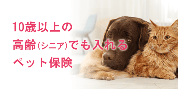 リトルファミリー少額短期保険 Amazonのペット保険』のペット保険請求のやりかたとは？アニポス公式ブログアニポス「ペット保険金ラクラク請求+ 動物病院レシートで寄付」アプリ