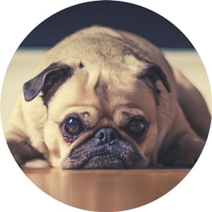 拾った薪で焚き火する！失敗しない３つのコツ 薪代節約