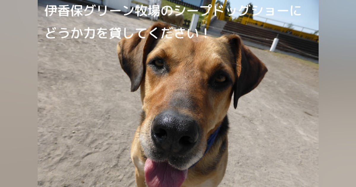 1000人ROCK 伊香保グリーン牧場メインゲートから演奏会場までの道のりをご紹介！ shorts1000人ROCK1000人ロック