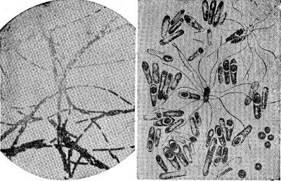 みんなが知りたい! ノーベル賞 世界を変えた偉大な功績がわかる – 丸善ジュンク堂書店ネットストア