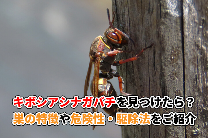 キボシアシナガバチを見つけたら？巣の特徴や危険性にくわえ駆除法をご紹介ハチ駆除119番